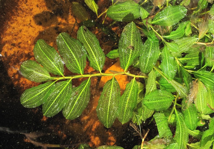 Potamogeton lucens